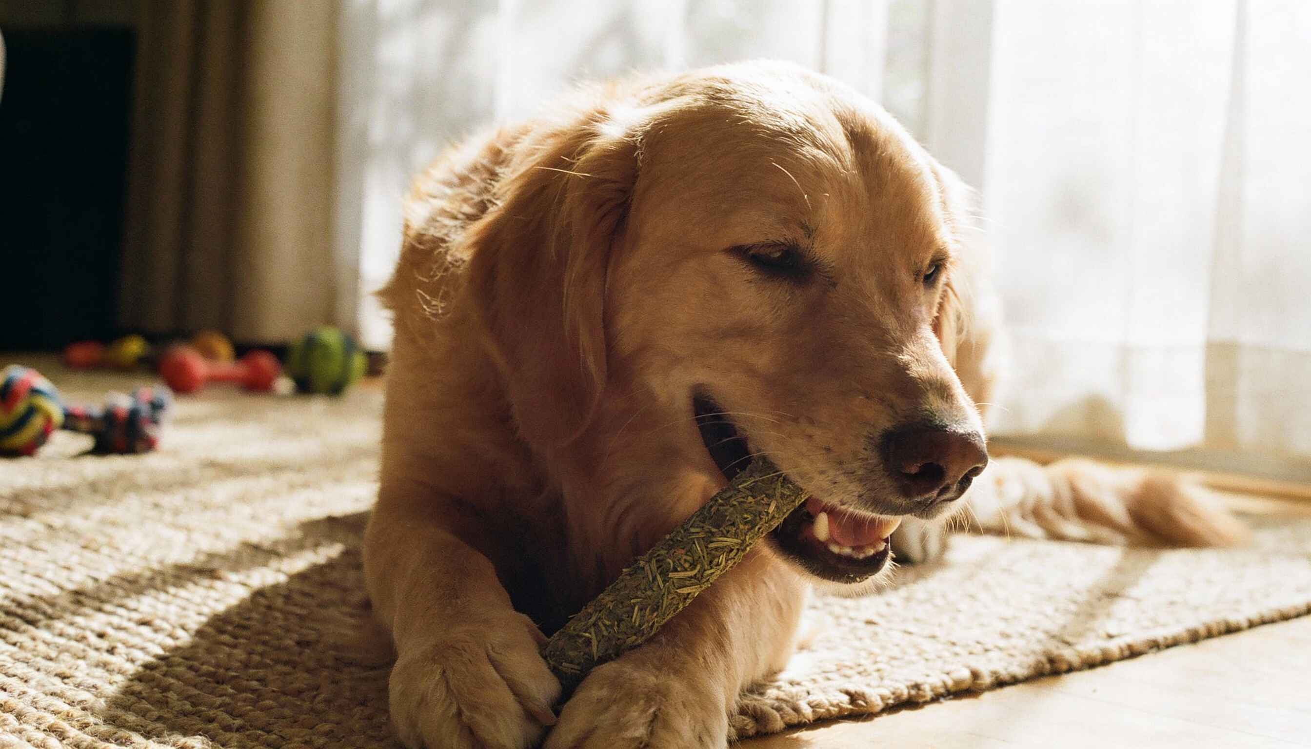 calming chews for dogs anxiety hero image