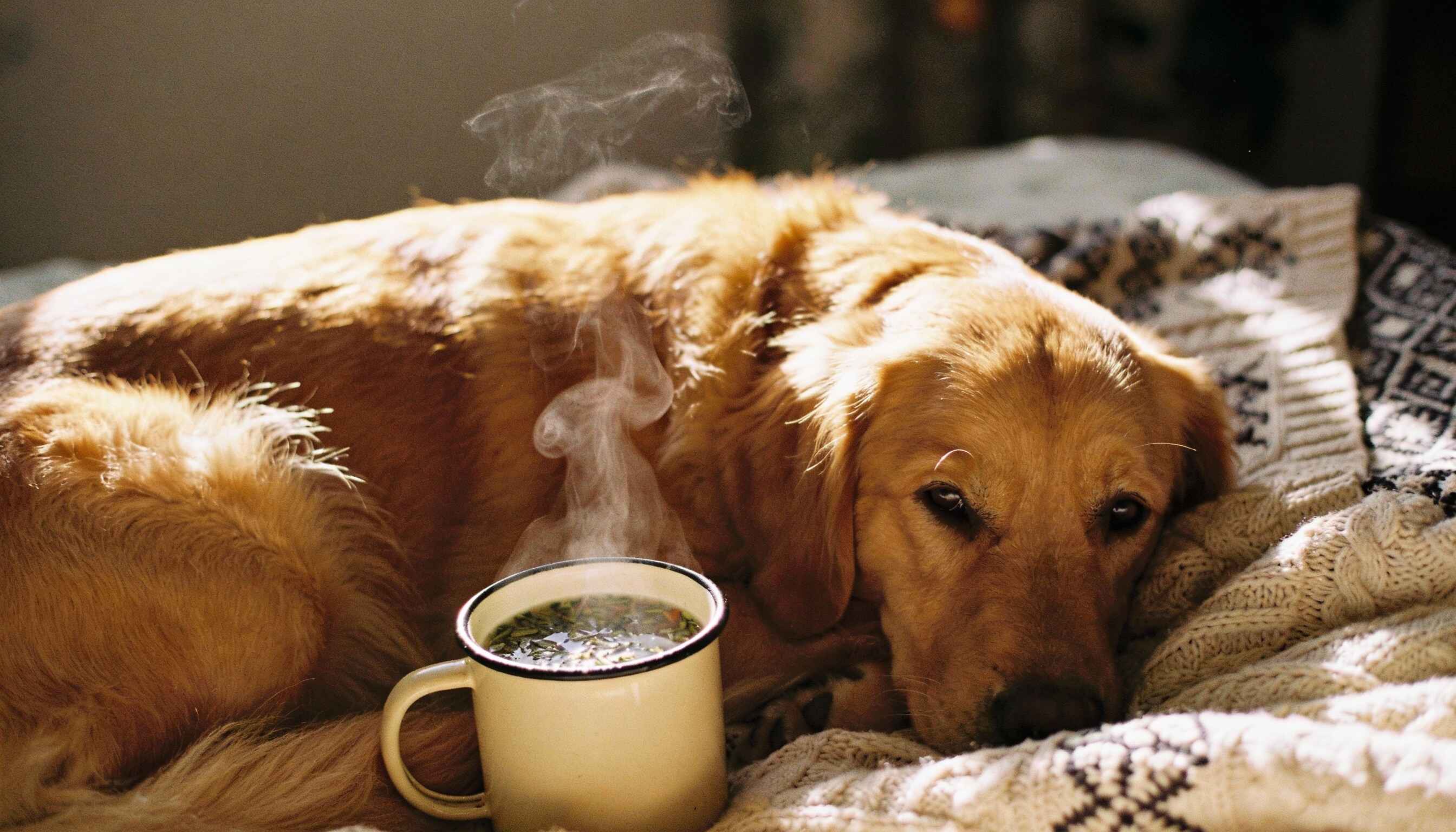 home remedies for dog anxiety hero image