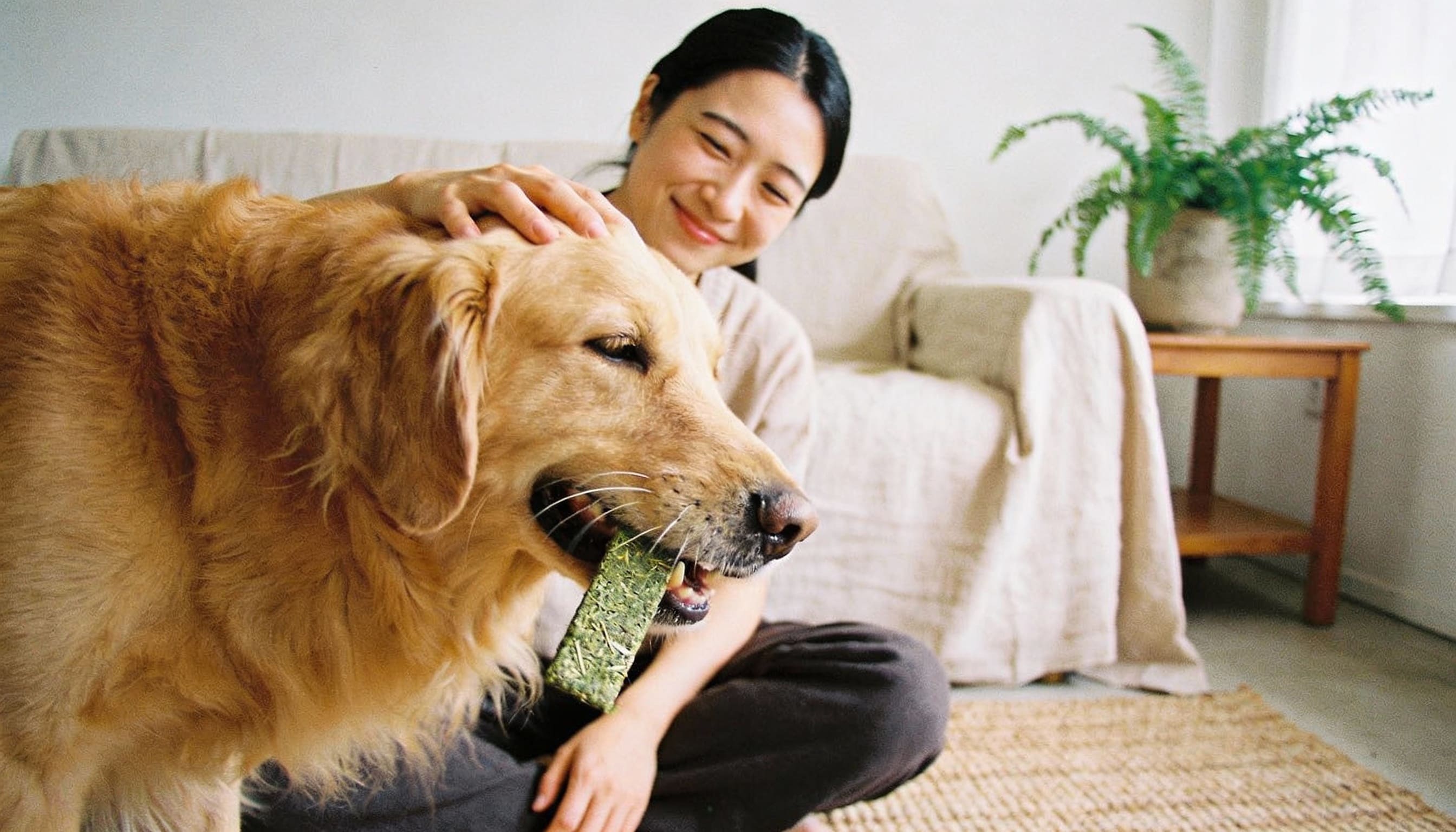 homeopathic remedies dog separation anxiety hero image