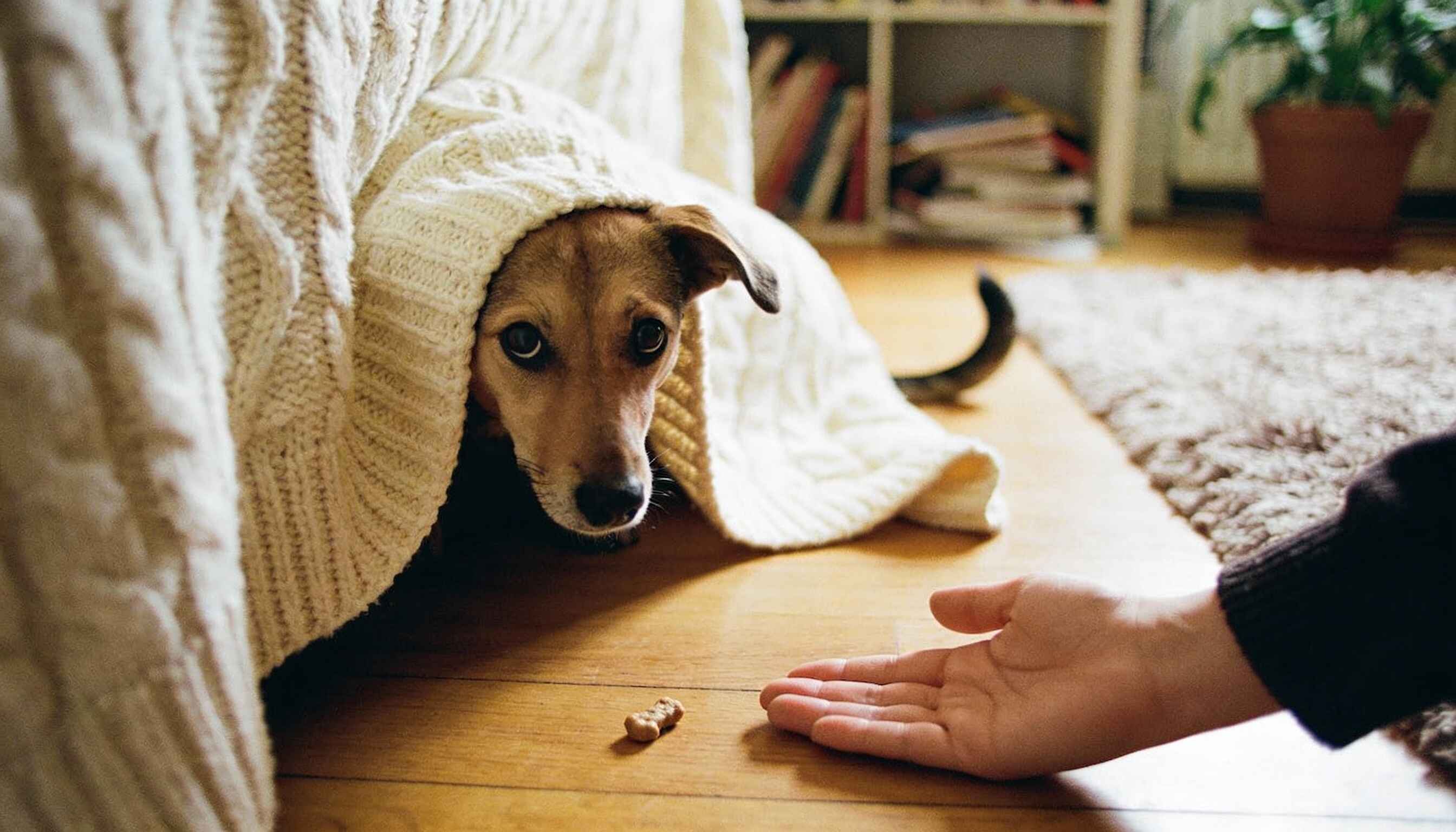 how to get scared dog to come to you image