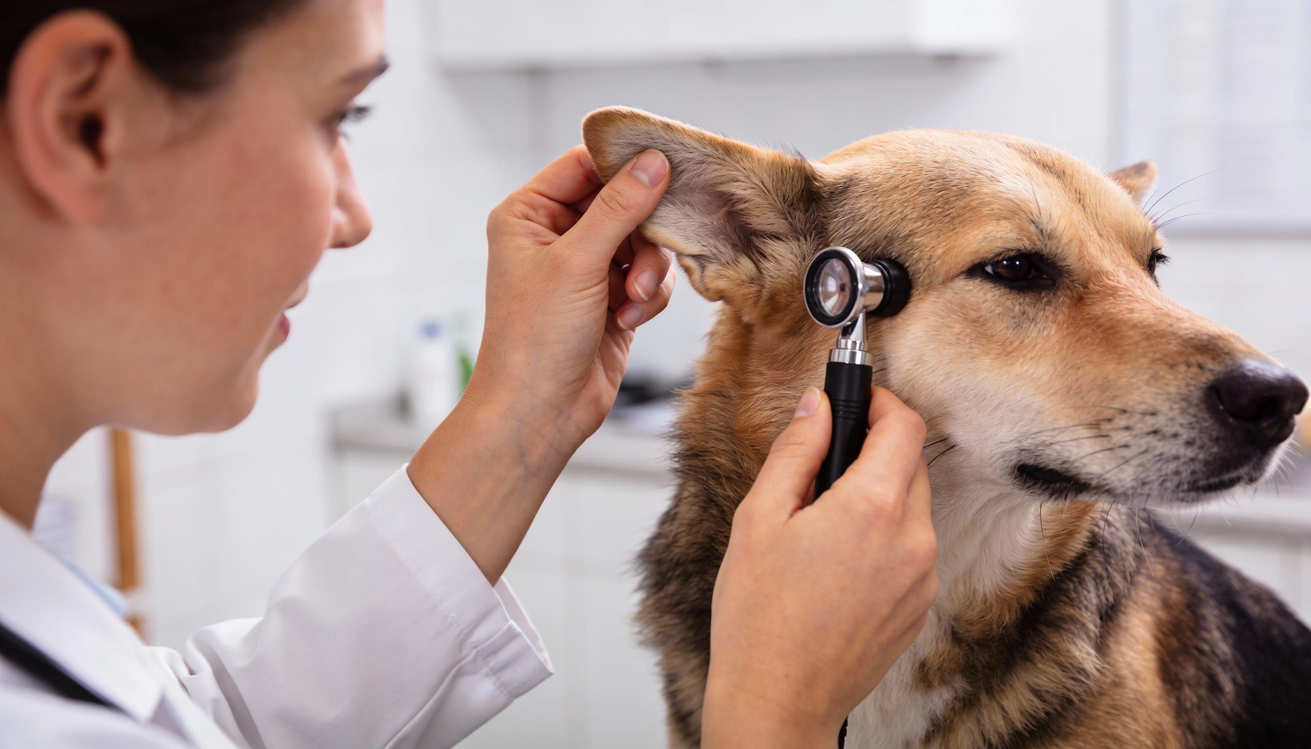 how to stop a dog from howling image