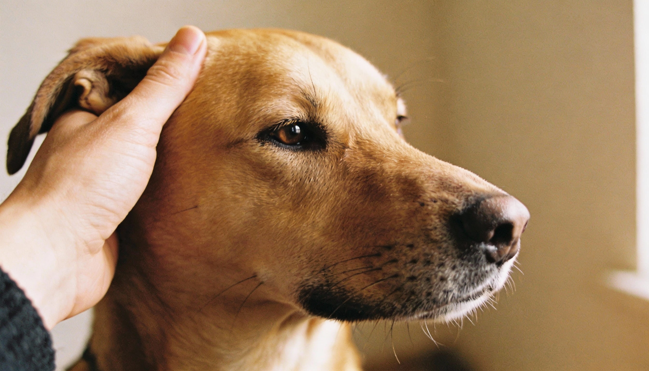 how to stop a dog from howling hero image