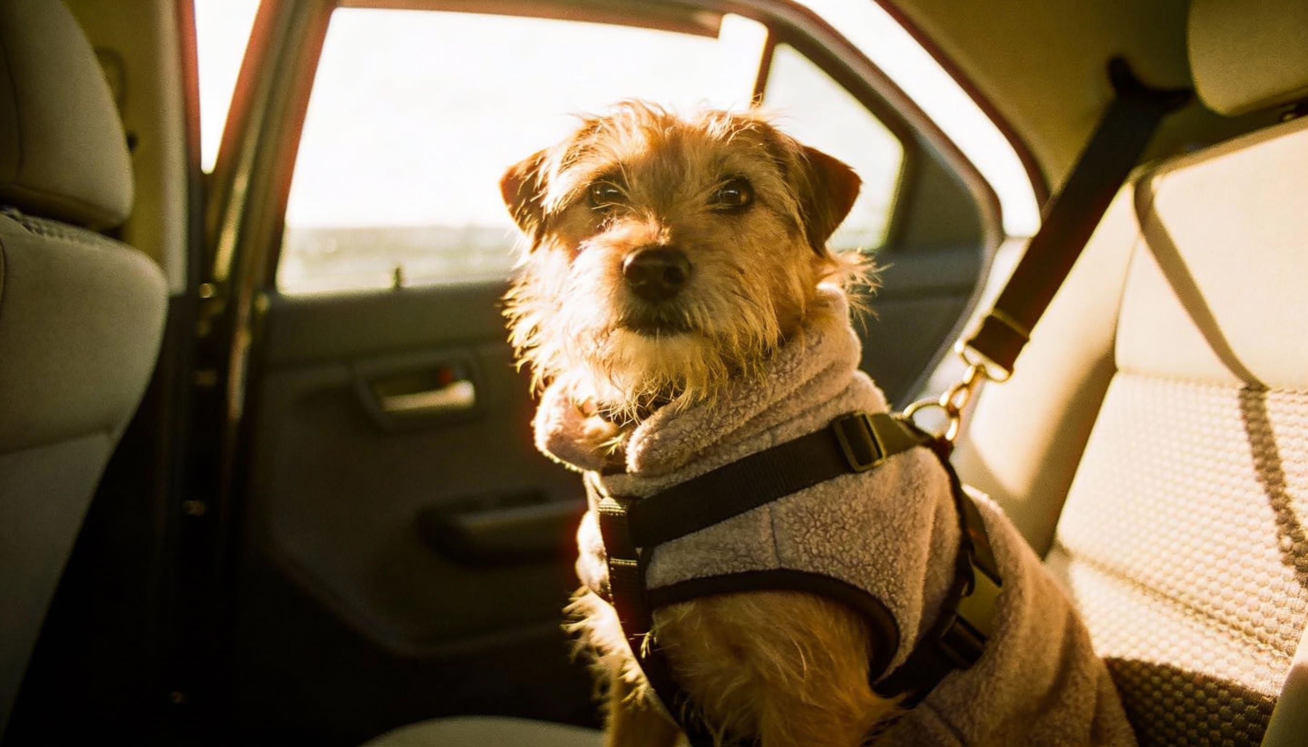what can i give my dog for car anxiety hero image